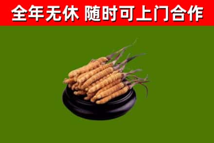 沧州市烟酒回收冬虫夏草.jpg
