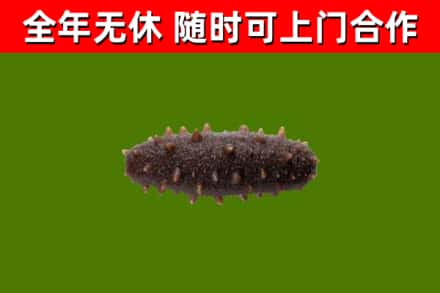 沧州市烟酒回收干海参.jpg